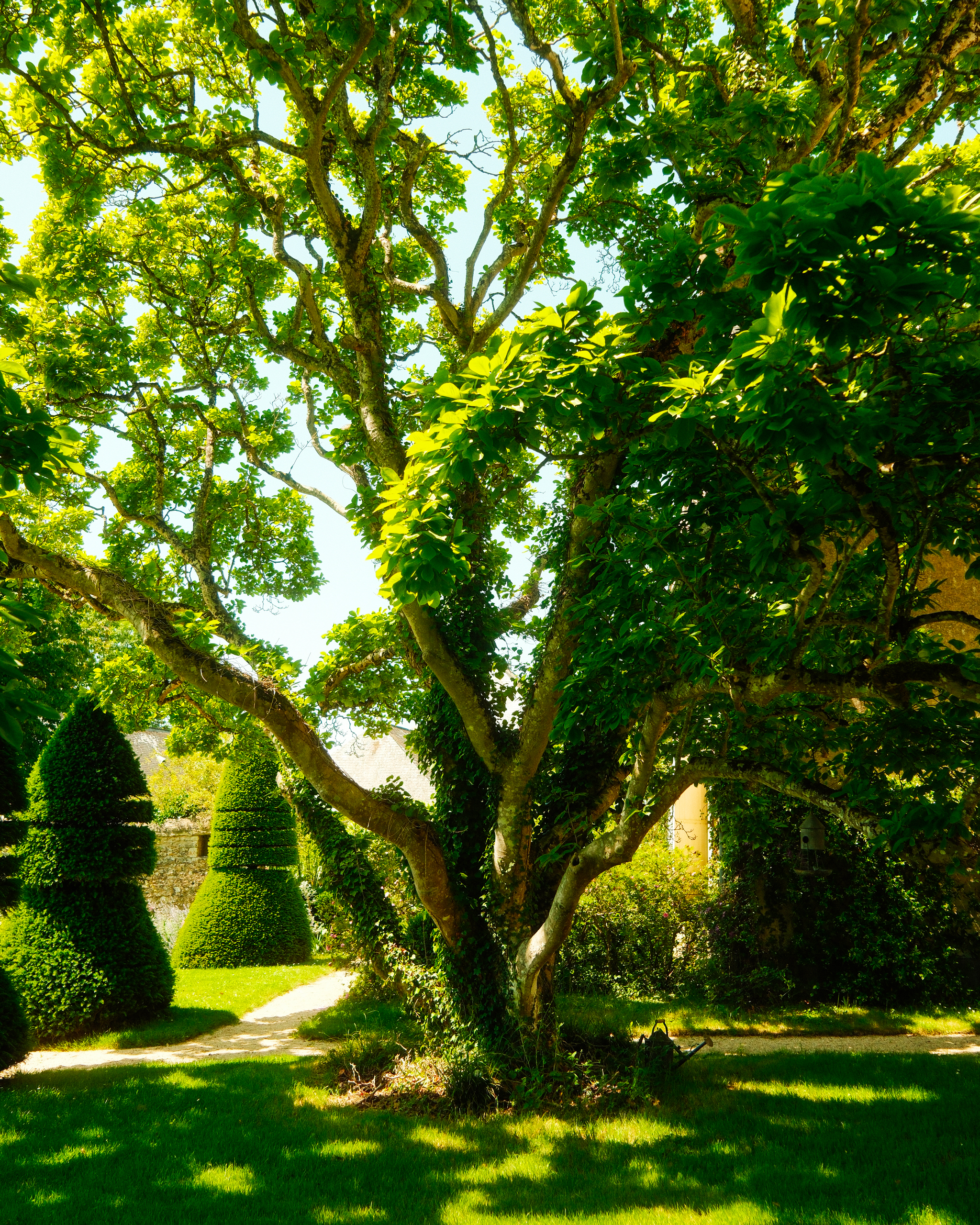Grand arbre au feuillage dense dans le parc du Domaine Massonnière en Sarthe