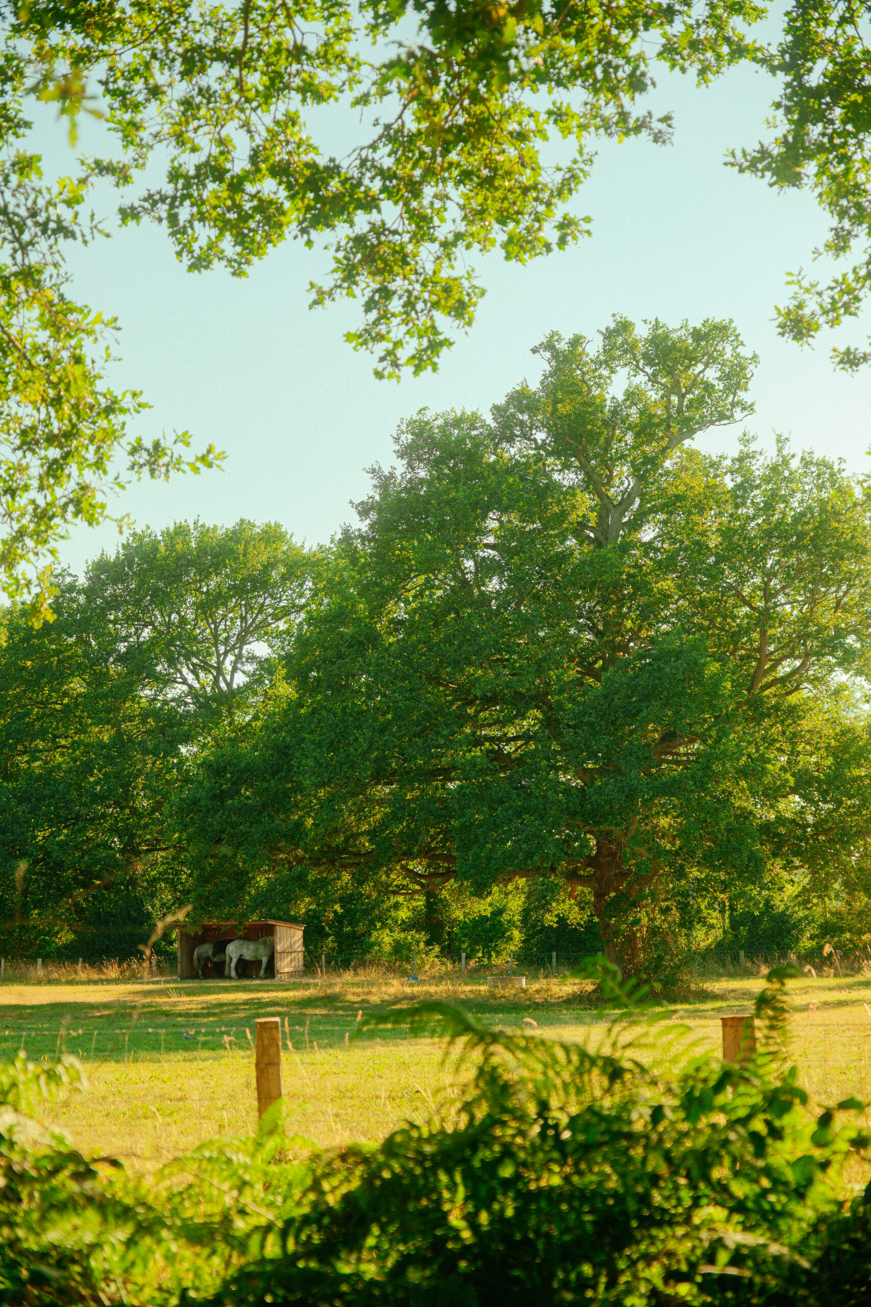 Reportage photo_Arche de la Nature_Le Mans_Caryl Maugin_Percherons